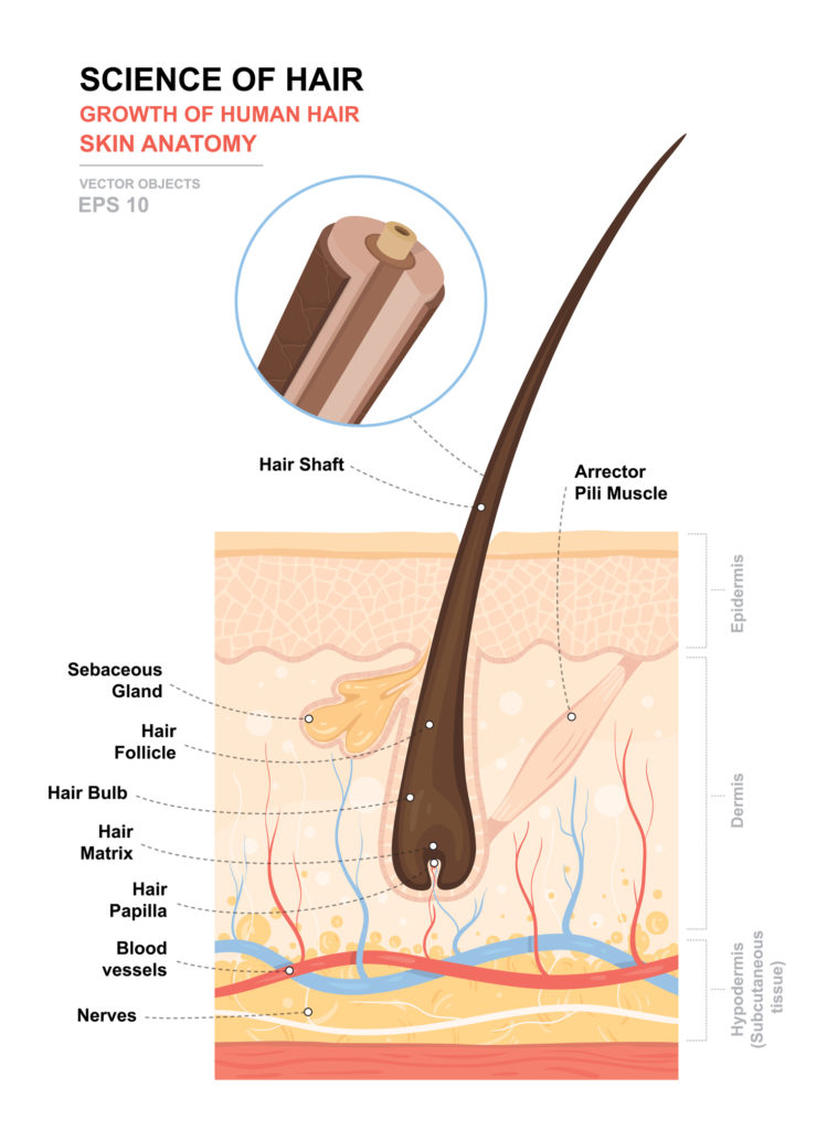 Hair Testing for Legal or Family Court Purposes